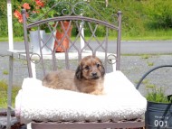 Kaninchen_Dachshund_9598