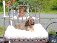 Kaninchen_Dachshund_9599