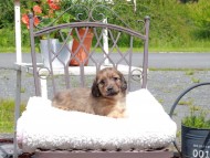 Kaninchen_Dachshund_9600