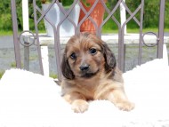Kaninchen_Dachshund_9604
