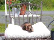 Kaninchen_Dachshund_9613