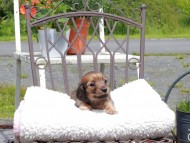 Kaninchen_Dachshund_9614