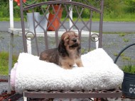 Kaninchen_Dachshund_9628