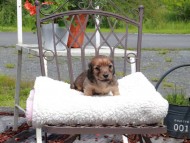 Kaninchen_Dachshund_9635