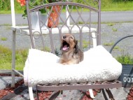 Kaninchen_Dachshund_9646