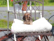 Kaninchen_Dachshund_9655