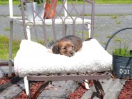 Kaninchen_Dachshund_9668