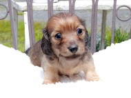 Kaninchen_Dachshund_9675