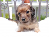 Kaninchen_Dachshund_9678