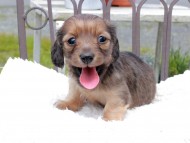 Kaninchen_Dachshund_9685
