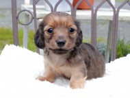 Kaninchen_Dachshund_9686