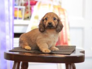 Kaninchen_Dachshund_9701