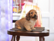 Kaninchen_Dachshund_9705