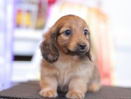 Kaninchen_Dachshund_9735