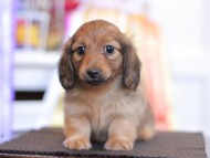 Kaninchen_Dachshund_9740