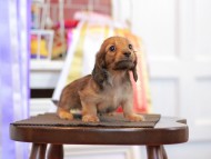 Kaninchen_Dachshund_9750