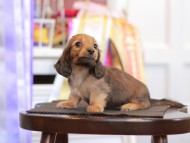 Kaninchen_Dachshund_9764