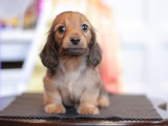 Kaninchen_Dachshund_9805 Kaninchen_Dachshund_9805