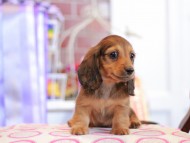 Kaninchen_Dachshund_9826 Kaninchen_Dachshund_9826