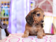 Kaninchen_Dachshund_9832 Kaninchen_Dachshund_9832
