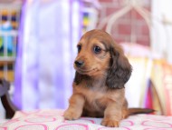 Kaninchen_Dachshund_9833 Kaninchen_Dachshund_9833