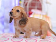 Kaninchen_Dachshund_9838