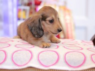 Kaninchen_Dachshund_9861