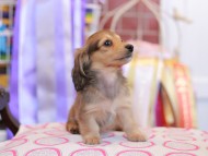 Kaninchen_Dachshund_9863