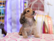 Kaninchen_Dachshund_9864