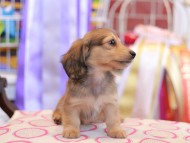 Kaninchen_Dachshund_9868