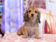 Kaninchen_Dachshund_9874