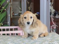 Kaninchen_Dachshund_9896