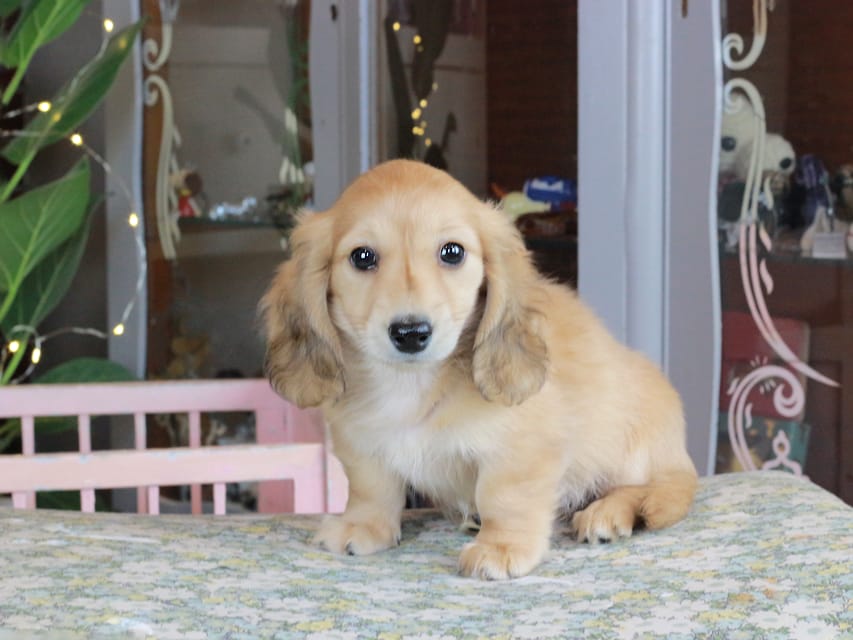カニンヘンダックスフンド シオン&ボノの子犬 イエロー(クリーム) 男の子Kaninchen_Dachshund_9896 カニンヘンダックスフンド シオン&ボノの子犬 イエロー(クリーム) 男の子