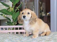 Kaninchen_Dachshund_9900