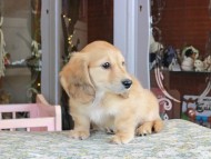 Kaninchen_Dachshund_9911