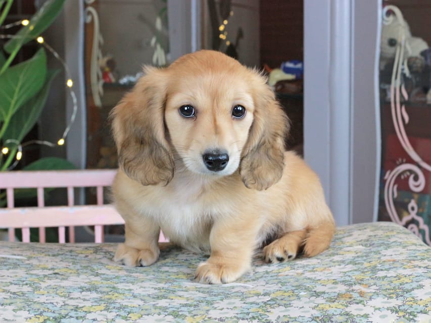 カニンヘンダックスフンド シオン&ボノの子犬 イエロー(クリーム) 男の子Kaninchen_Dachshund_9913 カニンヘンダックスフンド シオン&ボノの子犬 イエロー(クリーム) 男の子