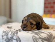 マウ & ブルースの子犬 イエロー 女の子 カニンヘン ダックスフンド