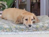 Kaninchen_Dachshund_9920