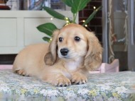 Kaninchen_Dachshund_9941
