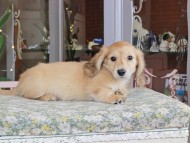 Kaninchen_Dachshund_9966