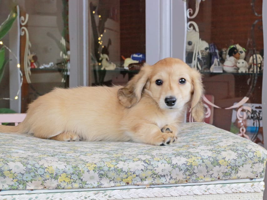 カニンヘンダックスフンド シオン&ボノの子犬 イエロー(クリーム) 男の子Kaninchen_Dachshund_9966 カニンヘンダックスフンド シオン&ボノの子犬 イエロー(クリーム) 男の子