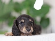 Kaninchen_Dachshund_R1-09