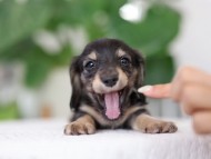 Kaninchen_Dachshund_R1-11