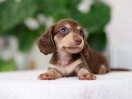 Kaninchen_Dachshund_R2-3 Kaninchen_Dachshund_R2-3