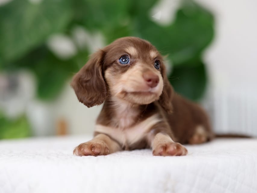 カニンヘンダックスフンド ラミ&スルガの子犬 ブラウンイエロー（チョコクリーム) 男の子