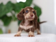 Kaninchen_Dachshund_R2-4