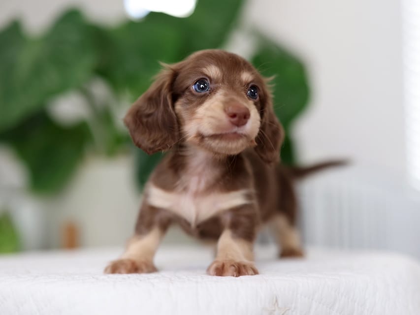 カニンヘンダックスフンド ラミ&スルガの子犬 ブラウンイエロー（チョコクリーム) 男の子