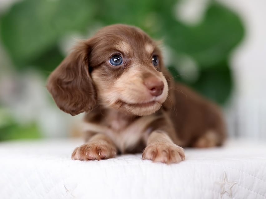 カニンヘンダックスフンド ラミ&スルガの子犬 ブラウンイエロー（チョコクリーム) 男の子