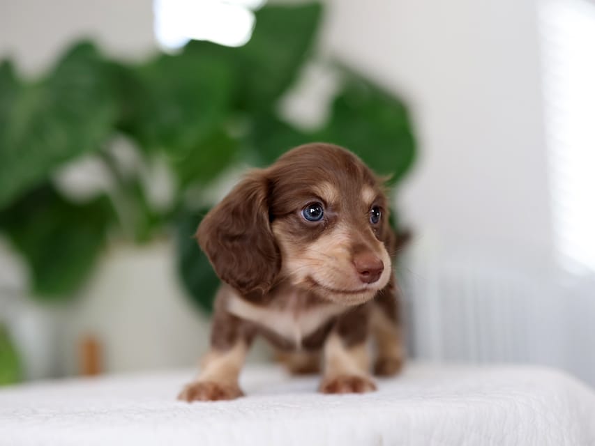カニンヘンダックスフンド ラミ&スルガの子犬 ブラウンイエロー（チョコクリーム) 男の子
