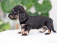 Kaninchen_Dachshund_R3-17